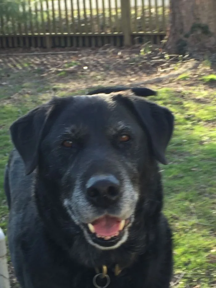 Cooper -- 15, Rescued, Happy, & Healthy -- Is Cherished!