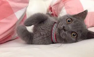Iggy, The Cat