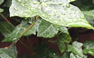 Raindrops On Ivy