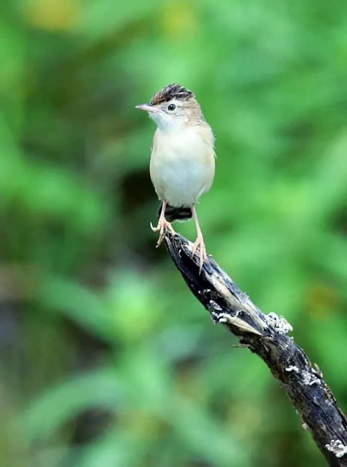 Wild Bird
