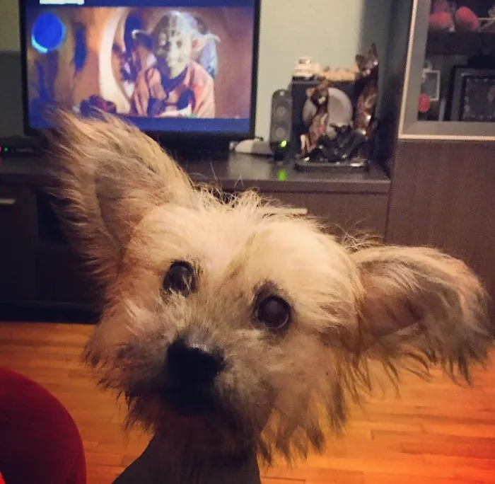 Yoda