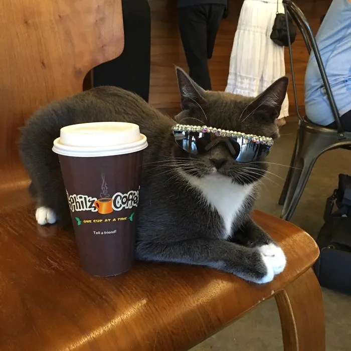 Coffee And Cats