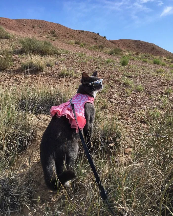 I'm A Cat Who Loves To Travel!