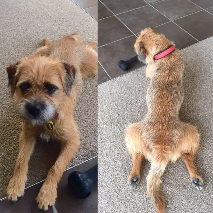 My Dog Doing The Frog
