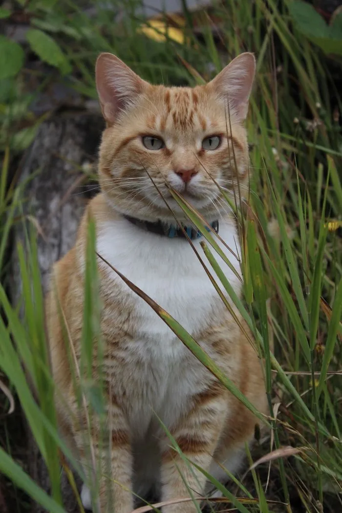 The Backyard Tiger