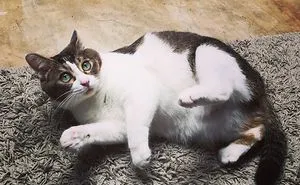 Floki Was Homeless But Now He's Super Spoiled