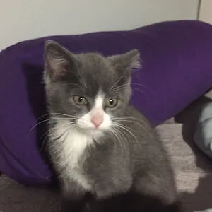 Marshmallow The Kitty