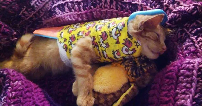 Kitten Hit By A Car Enjoys His Recovery As A Tiny Purrito