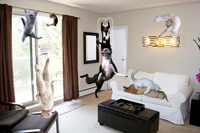 Kitty Harlem Shake