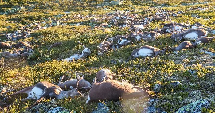 323 Wild Reindeer Were Killed By A Single Lightning Strike In A Norwegian National Park