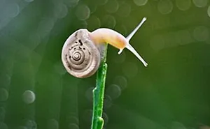 I Capture The Tiny World Of Snails In Poland (Part 2)