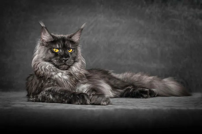 Mythical Beasts: Photographer Captures The Majestic Beauty Of Maine Coons