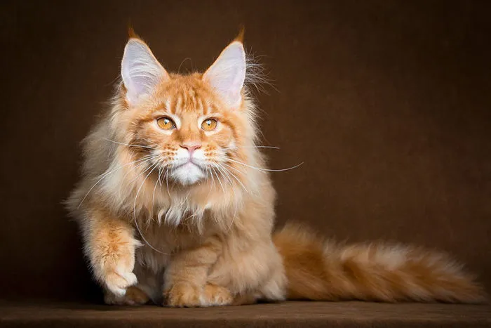 Mythical Beasts: Photographer Captures The Majestic Beauty Of Maine Coons