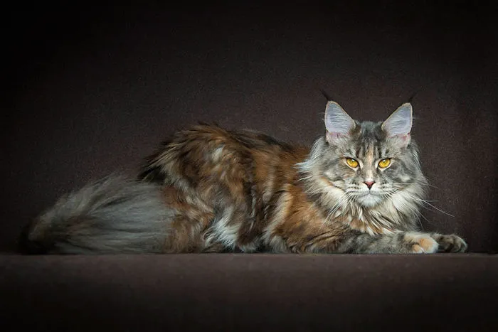 Mythical Beasts: Photographer Captures The Majestic Beauty Of Maine Coons