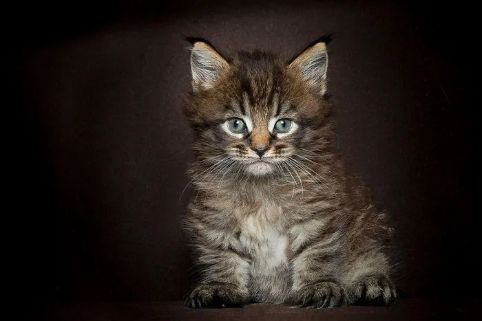 Mythical Beasts: Photographer Captures The Majestic Beauty Of Maine Coons