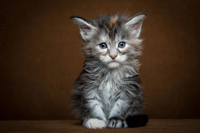 Mythical Beasts: Photographer Captures The Majestic Beauty Of Maine Coons