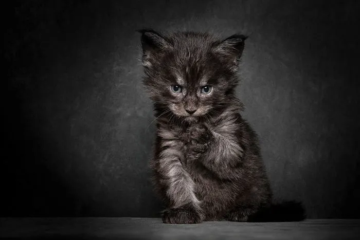 Mythical Beasts: Photographer Captures The Majestic Beauty Of Maine Coons