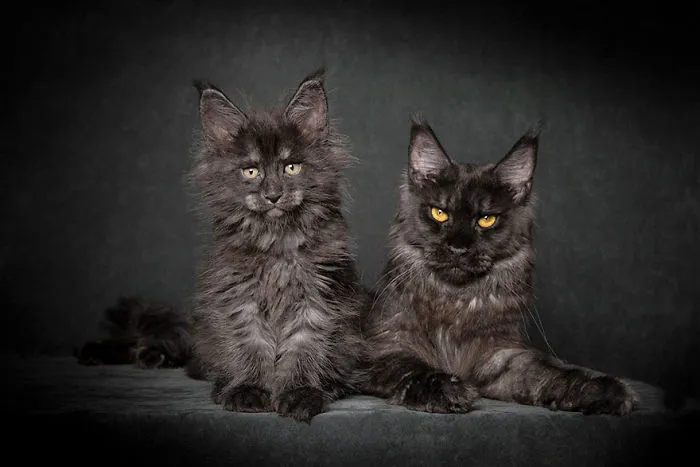Mythical Beasts: Photographer Captures The Majestic Beauty Of Maine Coons