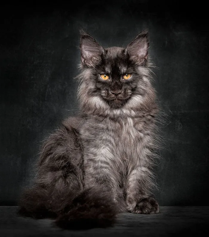 Mythical Beasts: Photographer Captures The Majestic Beauty Of Maine Coons