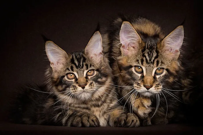 Mythical Beasts: Photographer Captures The Majestic Beauty Of Maine Coons
