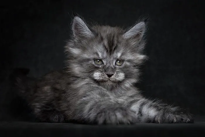 Mythical Beasts: Photographer Captures The Majestic Beauty Of Maine Coons
