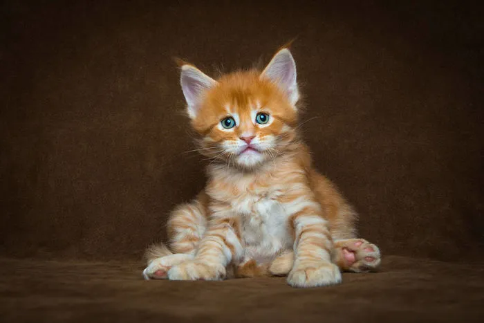 Mythical Beasts: Photographer Captures The Majestic Beauty Of Maine Coons