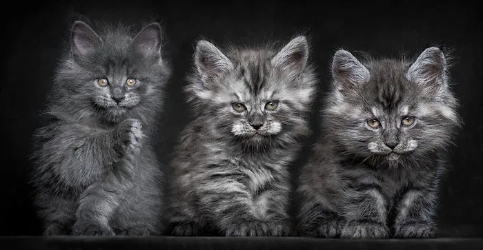 Mythical Beasts: Photographer Captures The Majestic Beauty Of Maine Coons