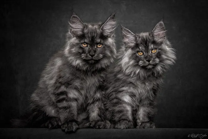 Mythical Beasts: Photographer Captures The Majestic Beauty Of Maine Coons