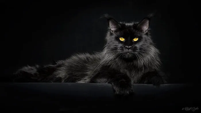 Mythical Beasts: Photographer Captures The Majestic Beauty Of Maine Coons