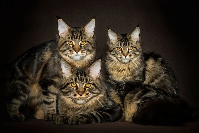 Mythical Beasts: Photographer Captures The Majestic Beauty Of Maine Coons