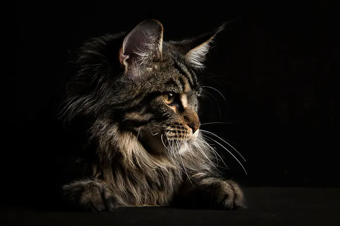 Mythical Beasts: Photographer Captures The Majestic Beauty Of Maine Coons