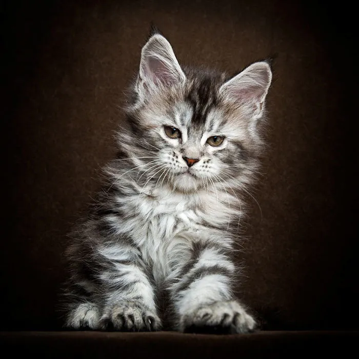 Mythical Beasts: Photographer Captures The Majestic Beauty Of Maine Coons