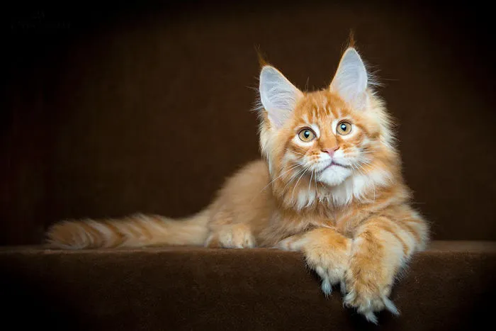 Mythical Beasts: Photographer Captures The Majestic Beauty Of Maine Coons