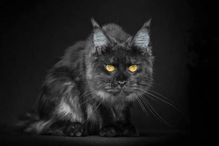 Mythical Beasts: Photographer Captures The Majestic Beauty Of Maine Coons