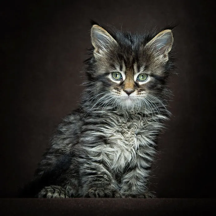Mythical Beasts: Photographer Captures The Majestic Beauty Of Maine Coons
