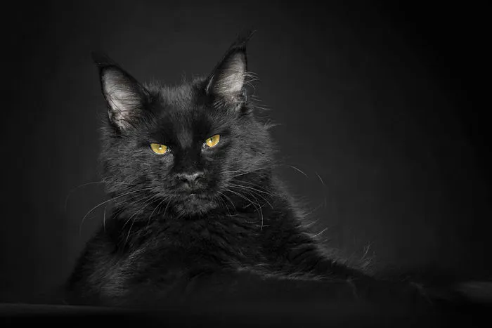 Mythical Beasts: Photographer Captures The Majestic Beauty Of Maine Coons