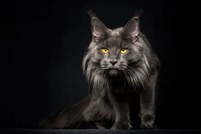Mythical Beasts: Photographer Captures The Majestic Beauty Of Maine Coons