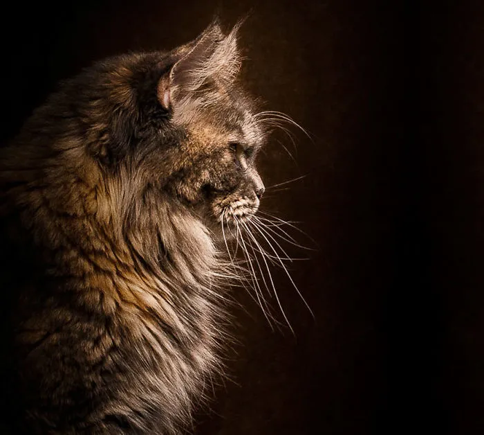 Mythical Beasts: Photographer Captures The Majestic Beauty Of Maine Coons
