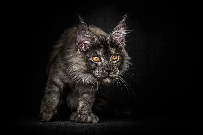 Mythical Beasts: Photographer Captures The Majestic Beauty Of Maine Coons