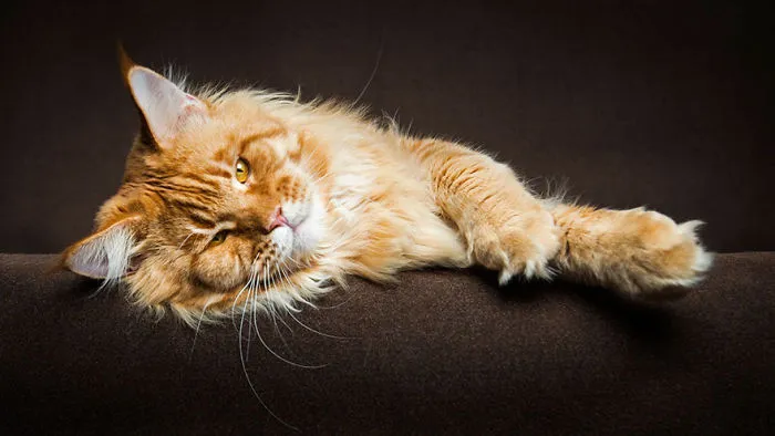 Mythical Beasts: Photographer Captures The Majestic Beauty Of Maine Coons