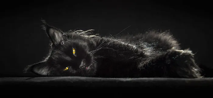Mythical Beasts: Photographer Captures The Majestic Beauty Of Maine Coons