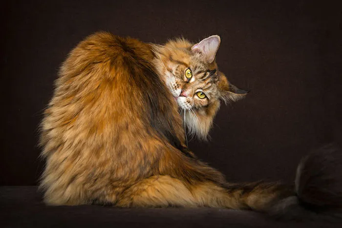 Mythical Beasts: Photographer Captures The Majestic Beauty Of Maine Coons