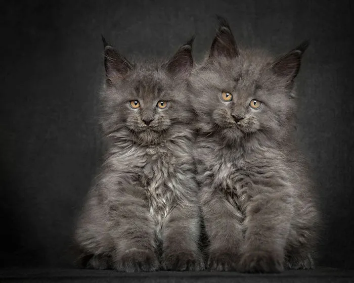 Mythical Beasts: Photographer Captures The Majestic Beauty Of Maine Coons