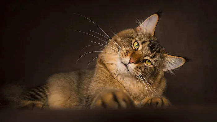Mythical Beasts: Photographer Captures The Majestic Beauty Of Maine Coons