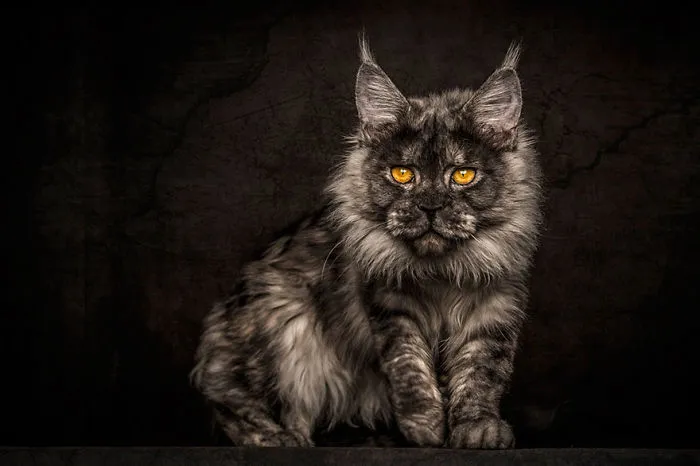 Mythical Beasts: Photographer Captures The Majestic Beauty Of Maine Coons