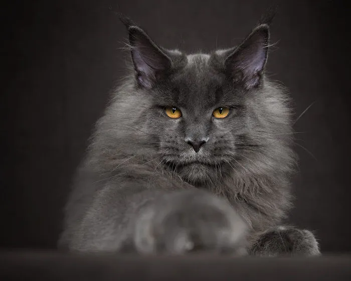 Mythical Beasts: Photographer Captures The Majestic Beauty Of Maine Coons