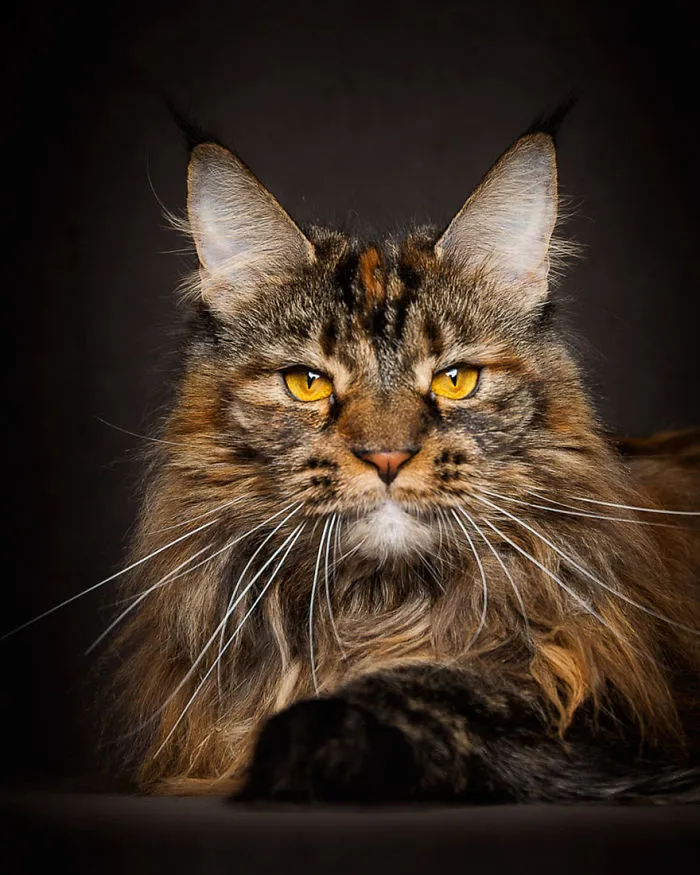 Mythical Beasts: Photographer Captures The Majestic Beauty Of Maine Coons