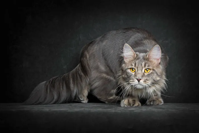 Mythical Beasts: Photographer Captures The Majestic Beauty Of Maine Coons