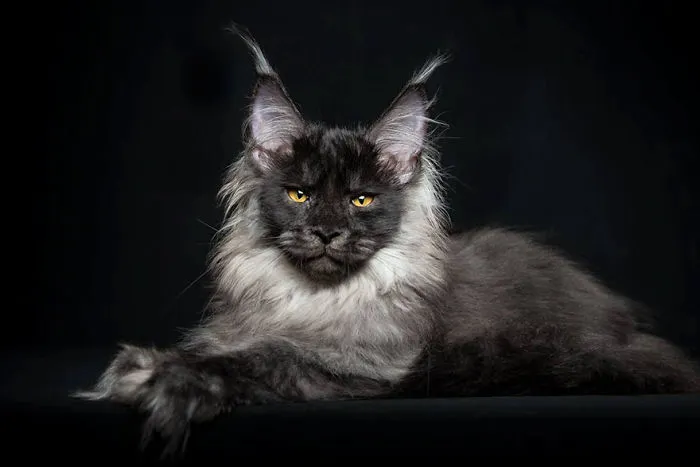 Mythical Beasts: Photographer Captures The Majestic Beauty Of Maine Coons