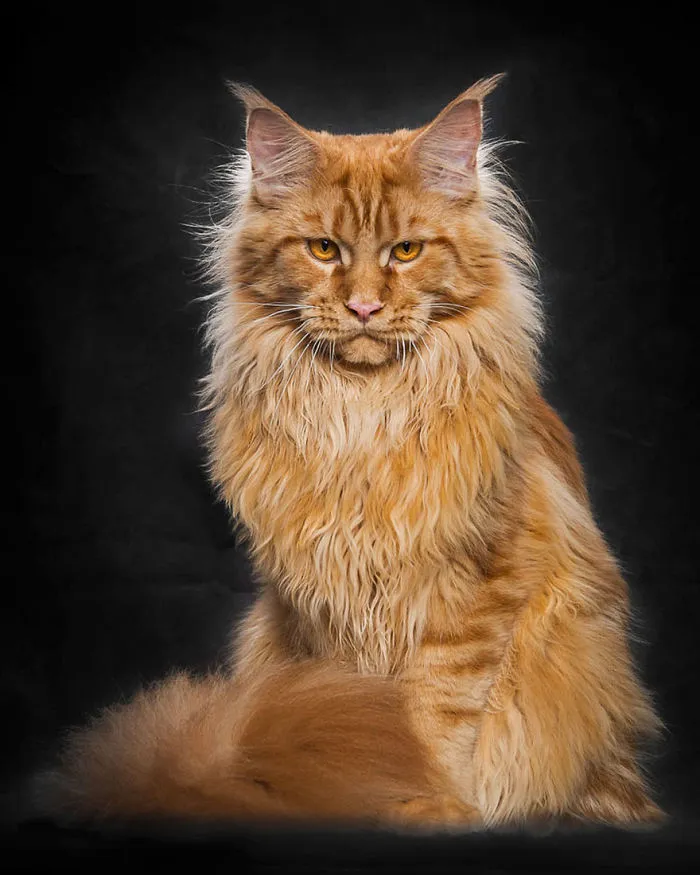 Mythical Beasts: Photographer Captures The Majestic Beauty Of Maine Coons